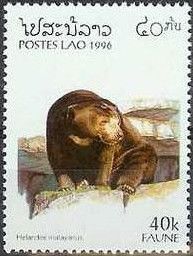 Sun Bear (Helarctos malayanus)