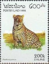 Leopard (Panthera pardus)