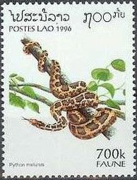 Indian Rock Python (Python molurus)