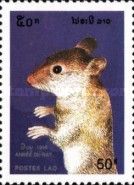 Rat (Rattus sp.)