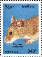 Rat (Rattus sp.)