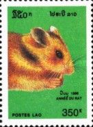 Rat (Rattus sp.)