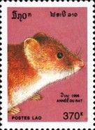 Rat (Rattus sp.)