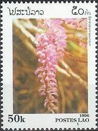 Dendrobium secundum