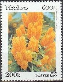 Ascocentrum miniatum