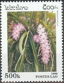 Aerides multiflorum