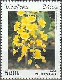 Dendrobium aggregatum