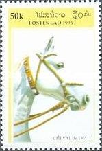 Cold-blooded Horse (Equus ferus caballus)