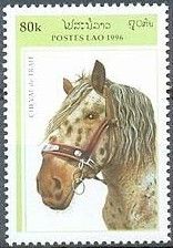 Cold-blooded Horse (Equus ferus caballus)