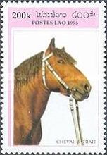 Cold-blooded Horse (Equus ferus caballus)