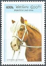 Cold-blooded Horse (Equus ferus caballus)