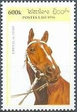 Cold-blooded Horse (Equus ferus caballus)