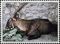 Saola (Pseudoryx nghetinhensis)