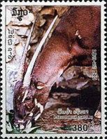 Saola (Pseudoryx nghetinhensis)