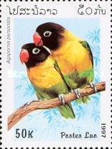 Masked Lovebird (Agapornis personata)