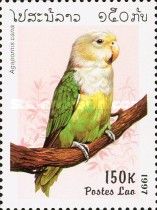 Madagascar Lovebird (Agapornis cana), male