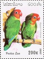 Lilian's Lovebird (Agapornis lilianae)