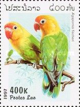 Fischer's Lovebird (Agapornis fischeri)