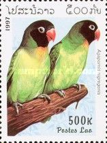 Black-cheeked Lovebird (Agapornis nigrigenis)