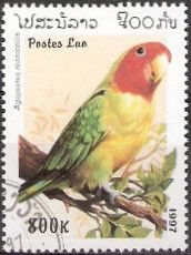 Rosy-faced Lovebird (Agapornis roseicollis)