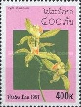 Cymbidium lowianum