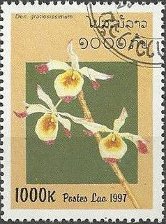Dendrobium gratiossissimum