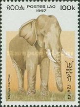 Asian Elephant (Elephas maximus)