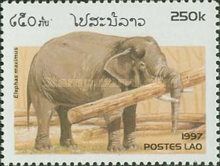 Asian Elephant (Elephas maximus)