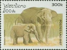 Asian Elephant (Elephas maximus)