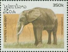African Elephant (Loxodonta africana)