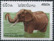 African Elephant (Loxodonta africana)