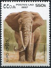 African Elephant (Loxodonta africana)