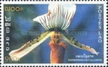 Paphiopedilum callosum
