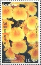 Dendrobium lindleyi