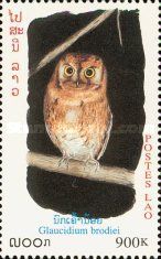 Collared Owlet (Glaucidium brodiei)