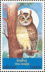 Sunda Scops-Owl (Otus lempiji)