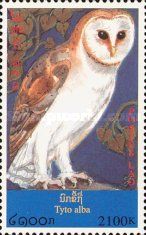 Western Barn Owl (Tyto alba)