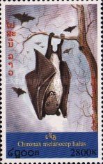 Sundaic Black-capped Fruit Bat (Chironax melanocephalus)