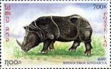 Javan Rhinoceros (Rhinoceros sondaicus)