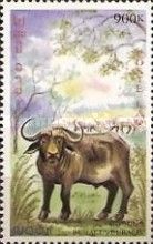 Domestic Asian Water Buffalo (Bubalus bubalis)