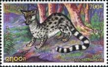 Spotted Linsang (Prionodon pardicolor)