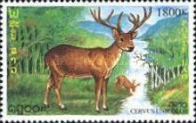 Sambar (Cervus unicolor)