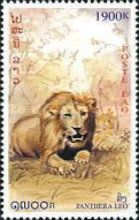 Lion (Panthera leo)