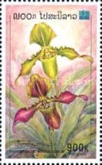 Paphiopedilum hirsutissimum