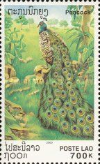 Green Peafowl (Pavo muticus)
