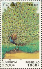 Green Peafowl (Pavo muticus)