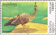 Green Peafowl (Pavo muticus)