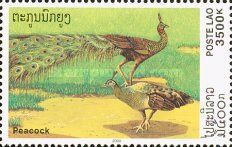 Green Peafowl (Pavo muticus)