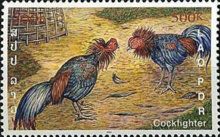Fighting Cocks (Gallus gallus domesticus)
