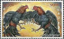 Fighting Cocks (Gallus gallus domesticus)